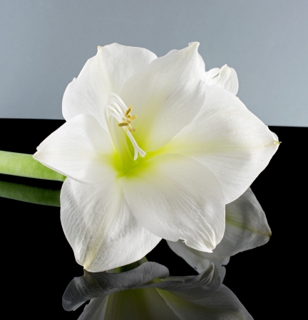 white amaryllis on dark black and grey backgroundの写真素材