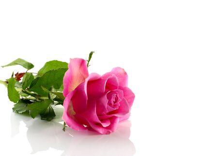 pink rose isolated on witeの写真素材