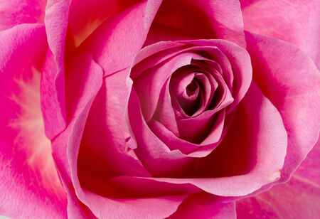 pink rose in detail macroの写真素材