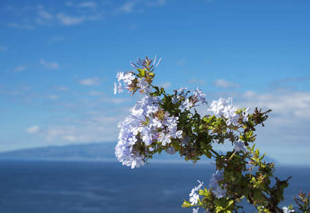 apple blossom on tenerife with blue sky as backgroundの写真素材