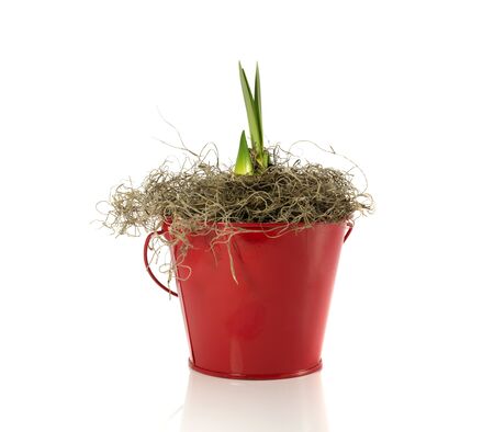 new coming amaryllis in red bucketの写真素材