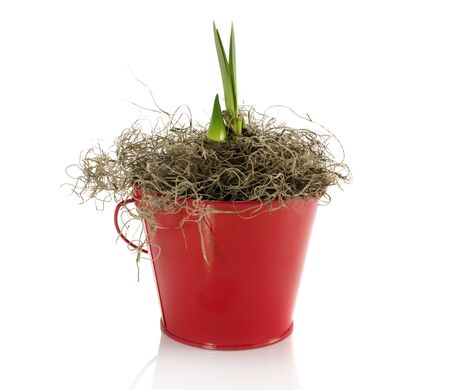 new coming amaryllis in red bucketの写真素材