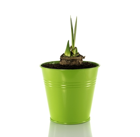 new coming amaryllis in green bucketの写真素材