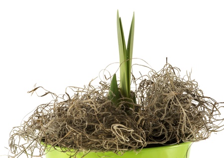 new coming amaryllis in green bucketの写真素材