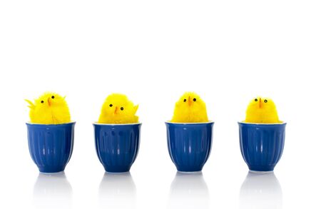 yellow easter ducks in blue egg cupsの写真素材