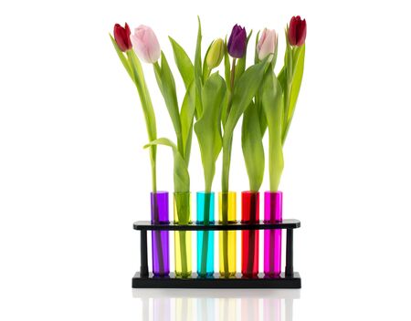 tulips in red yellow blue pink and red tubesの写真素材
