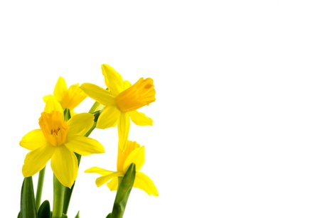 yellow narcissus  on white backgroundの写真素材