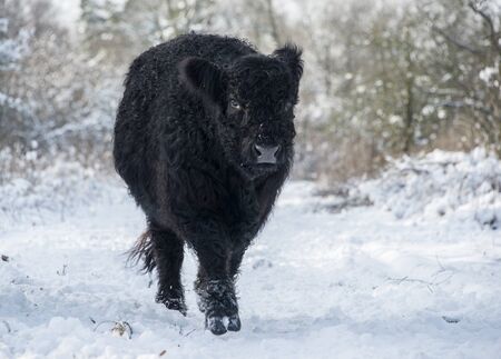 black galloway in winter landscape with snow in the forestの写真素材