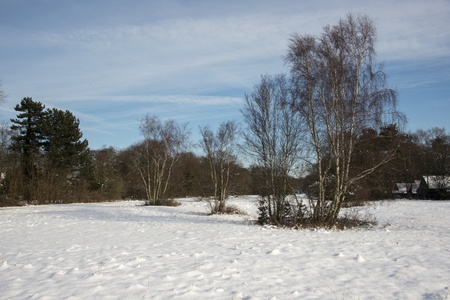 dutch winter landscape with blue sky and treesの写真素材