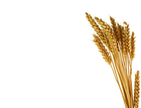 wheat plants isolated on white  backgroundの写真素材