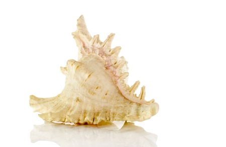 very big shell isolated on white backgroundの写真素材