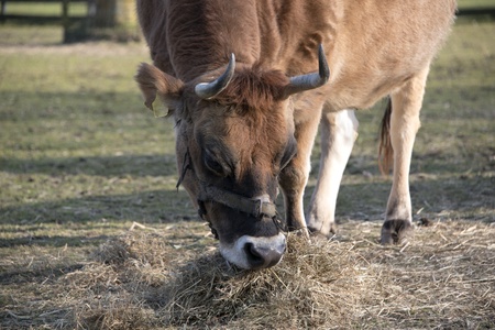 big brown cow eating grass foodの写真素材
