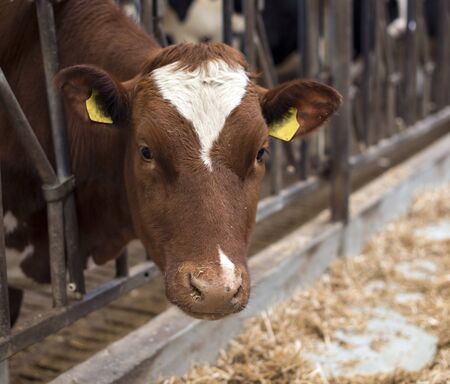 young brown white cow insideの写真素材