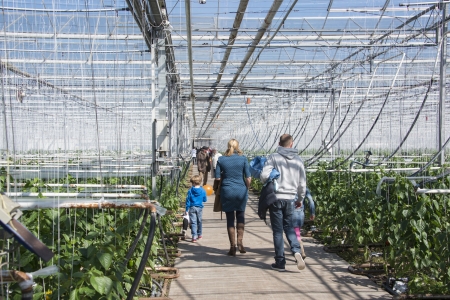 TINTE,HOLL AND - APRIL 06  People looking in paprika greenhouse in Tinte on April 06, 2013 in Tinte,Holland This possibility is once a year called come in the kas のeditorial素材