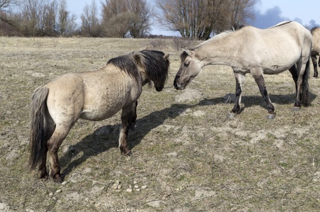 two brown horses in nature hollandの写真素材