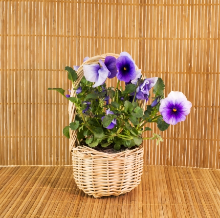 spring violets on bamboo backgroundの写真素材