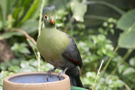 green touraco bird in dutch zoon の写真素材