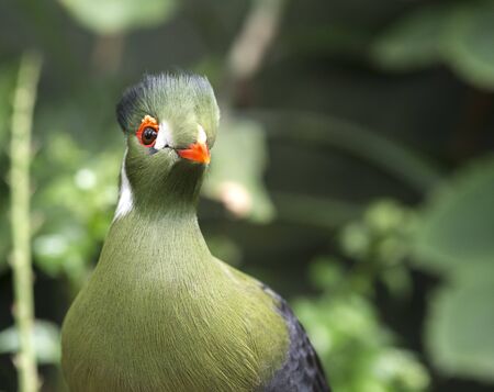 green touraco bird in dutch zoon の写真素材