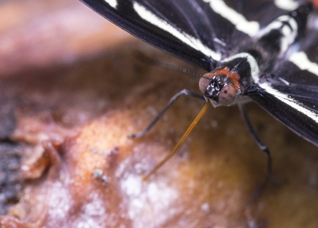 Limenitis camilla butterfly on old rotten appleの写真素材
