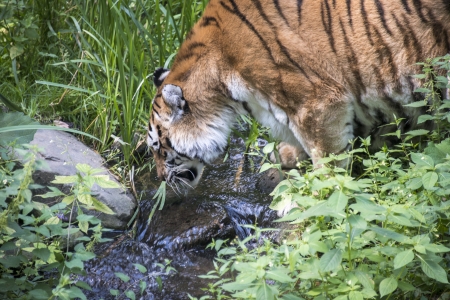 pantera tigris altaica amurtiger in zooの写真素材