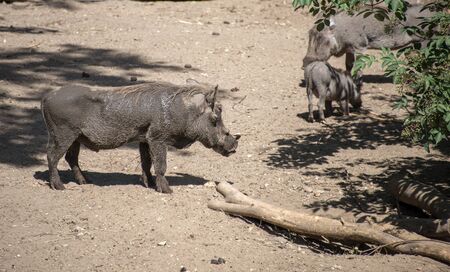 family of warthog animals in the zooの写真素材