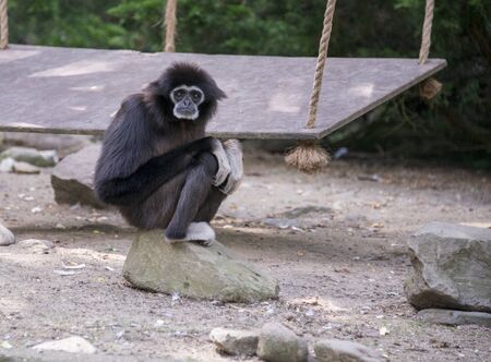 gibbon monkey sitting on a rockの写真素材