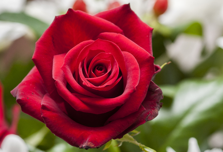 red rose with blur background in natureの写真素材