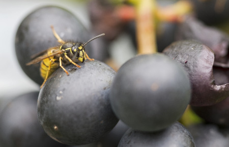 detail of wasp looking for food on grapeの写真素材