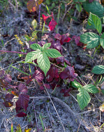 green and red leaves in nature