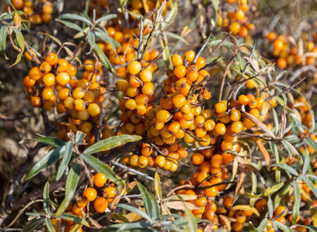  buckthorn berries in the autumn nature 