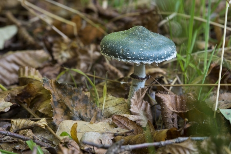 Psilocybe aeruginosa fungus in nature in hollandの写真素材