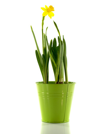 green bucket with yellow narcissus flower in springの写真素材