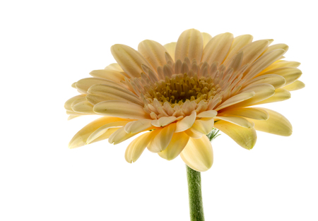 yellow gerbra flower isolated on whiteの写真素材