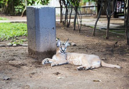 lynx or caracal cat  in south africaの写真素材