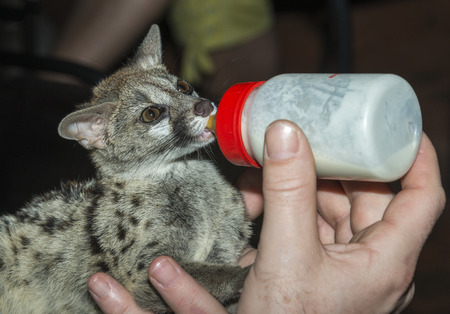 baby genet cat getting milk from the bottle by humanの写真素材