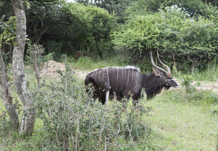 male nyala in south africa in safari nature parkの写真素材