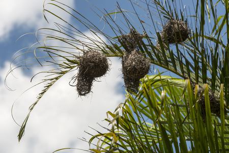 Weaver birds form the most elaborate nests of any birdsの写真素材
