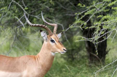 male impala kruger national park south africaの写真素材