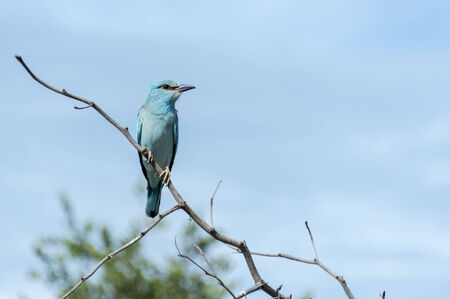 blue european roller in kruger national park south africaの写真素材