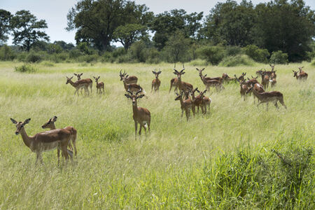 group impala kruger national park south africaの写真素材