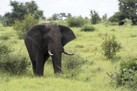big elephant in national kruger wild park south africa near hoedspruit at te orphan gateの写真素材