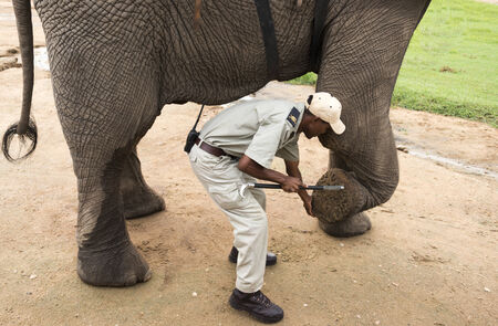 rangers  explain about the elephant legs during safari nature reserve south africaのeditorial素材