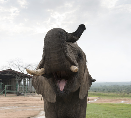 big elephant front view showing his ivory tusks and tongue, のeditorial素材