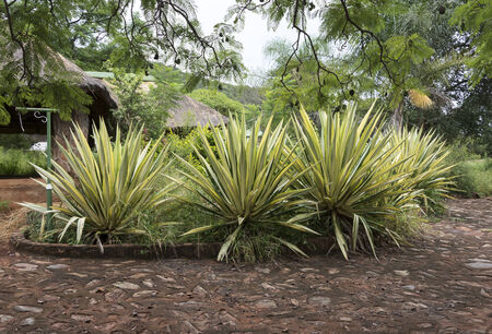 garden in africa with big agaves in yellow and greenの写真素材