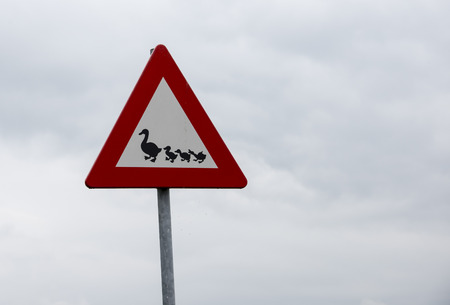 attention road sign crossing ducksの写真素材