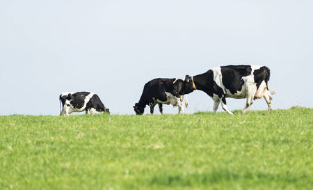 three black and white cows grazing on green grassの写真素材