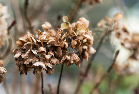 dead flowers in winter from the hydrangeaの写真素材