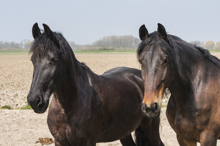 closeup of light and dark brown horse mammal standing in the field with blue sky as backgroundの写真素材