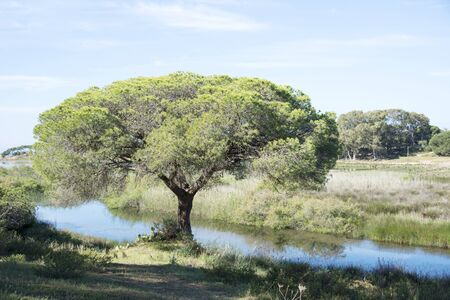 big pine tree on sand road in the portugal area Algarve with blue summer sky in nature area forte...