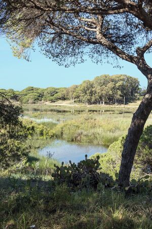 nature area in algarve portugal with lake pine tree and cactud plantsの写真素材